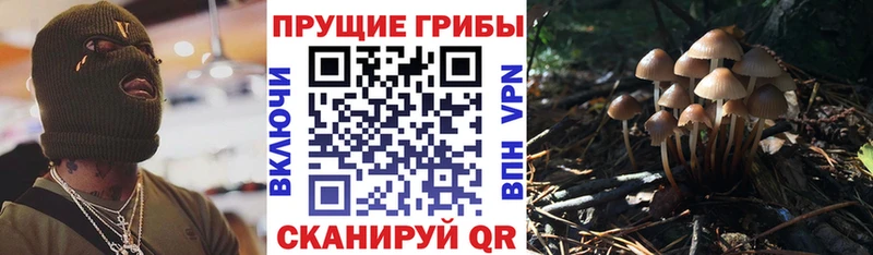 Купить где  Балтийск  Псилоцибиновые грибы Psilocybine cubensis 